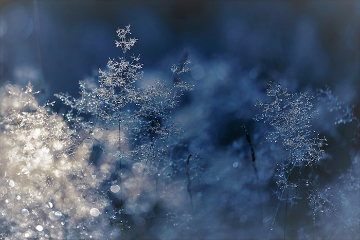 branches d herbe et arbustes couverts de givre, idee image fond ecran glacial hivernal