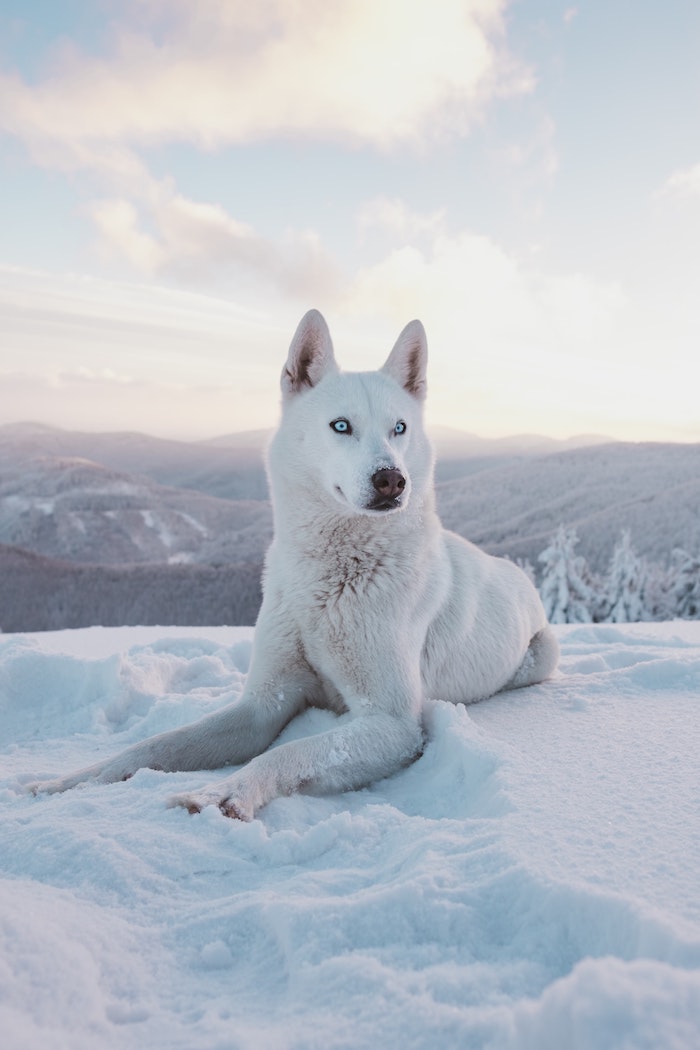 chien husky blanc aux yeux bleus sur fond de paysage polaire, fond ecran animaux et neige