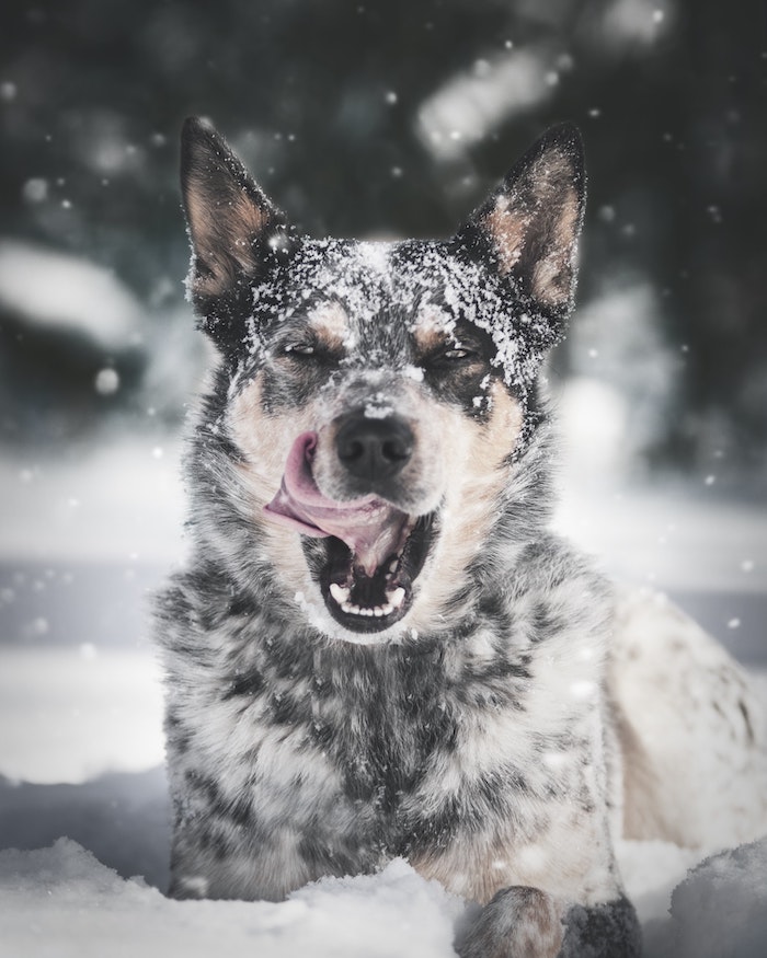 image de chien dans la neige et de la neige qui tombe dessus, fond ecran animal mignon et original