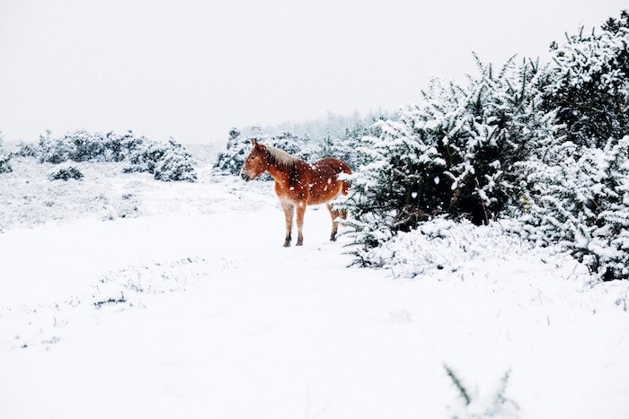 1001 Images Pour Choisir Le Plus Joli Fond Décran Hiver