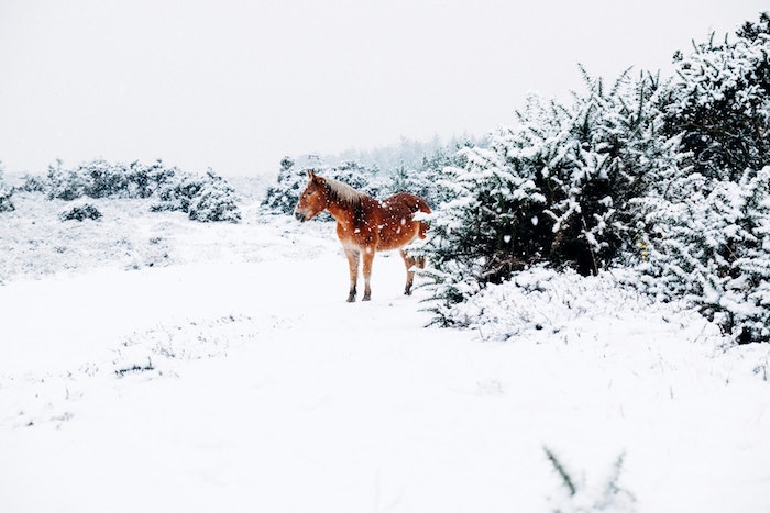 fond ecran animaux, âne au milieu de la neige et des arbustes enneigés aux alentours, photo neige qui tombe