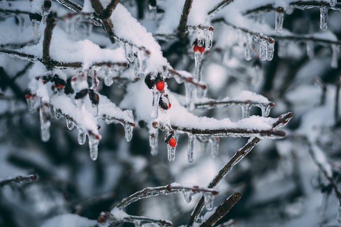 branche de houx gelés par givre et surchargées de neige, image fond ecran jolie avec un arbre