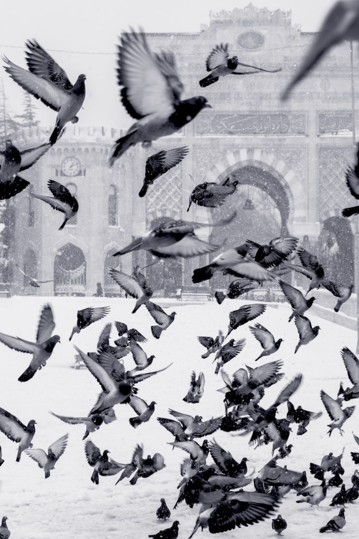 batiment historique sur une place italienne avec des pigeons qui s envolent dans le ciel, sol couvert de neige