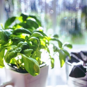 Faire pousser des plantes aromatiques dans sa cuisine - comment s'y prendre ?