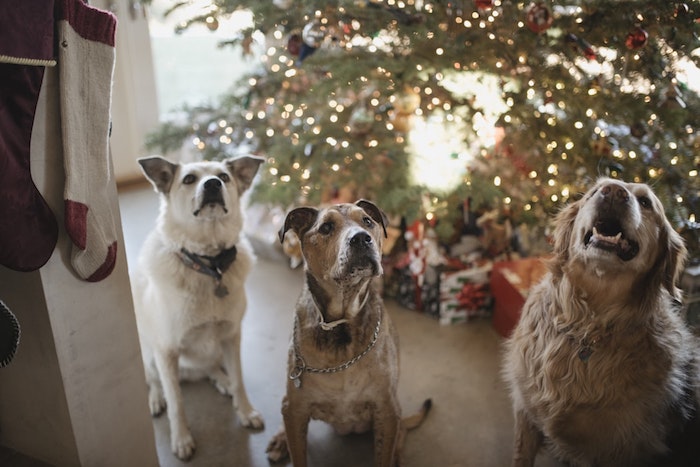 Trois chiens aupres le sapin de noel décoré joliment avec guirlande lumineuse, carte joyeux noel image, fond d écran image sapin de noel