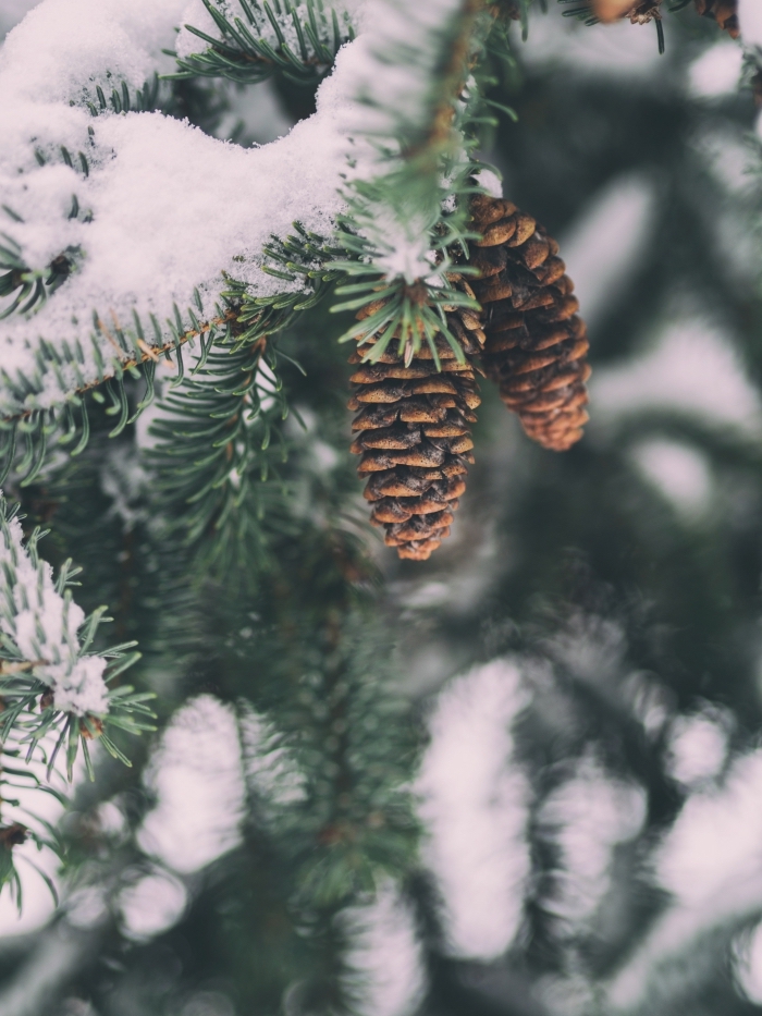 idée fond verrouillage d'écran naturel pour hiver avec une photo de pommes de pin et branches de sapin enneigé