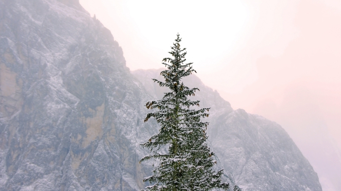 image joyeuses fêtes gratuite pour fond d'écran PC, paysage hiver avec un gros sapin naturel enneigé au lever du soleil