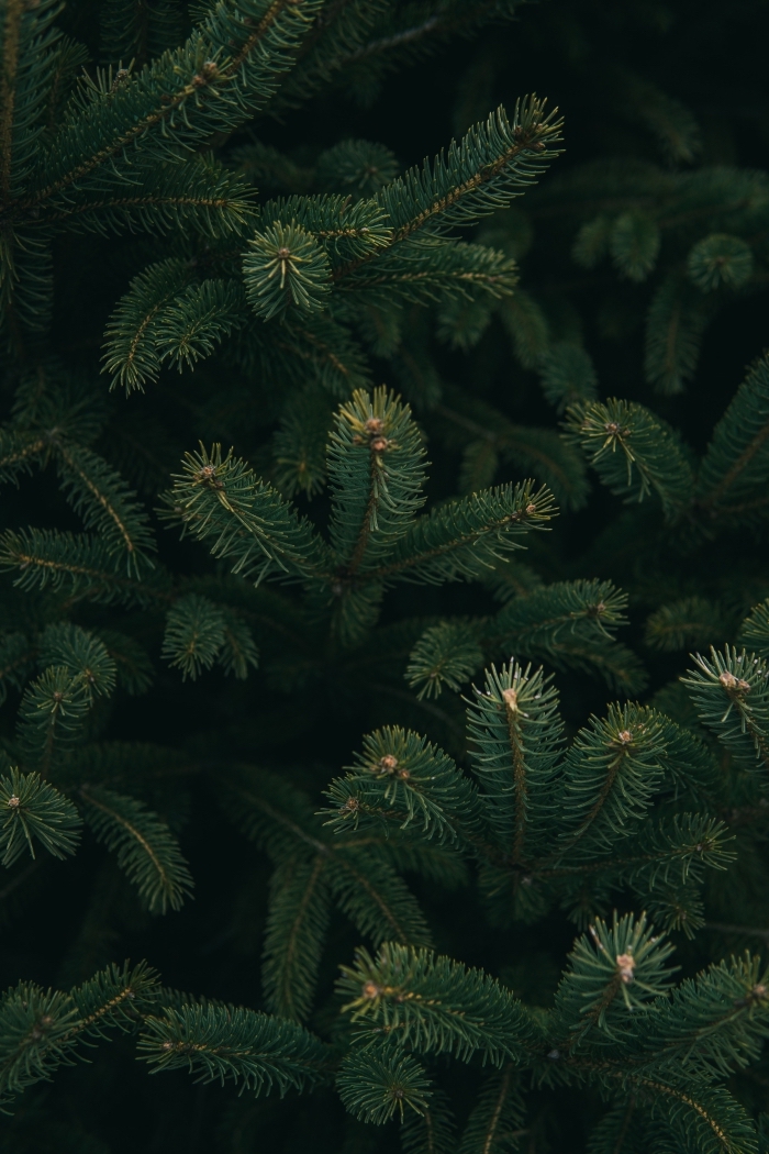 idée wallpaper Noël de style minimaliste avec une photo de branches de sapin, photo macro d'arbre de Noël en nature