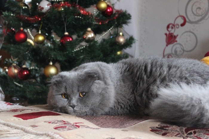 wallpaper ambiance cocooning pour Noël avec chat gris devant un sapin décoré classique en ornements rouge et or 