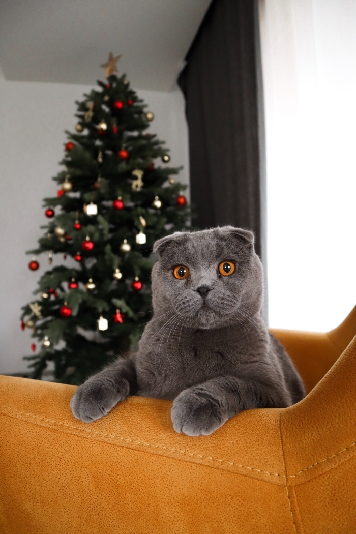 belle image de noel, fond d'écran noel amusant pour smartphone avec un chat gris devant un sapin de Noël décoré