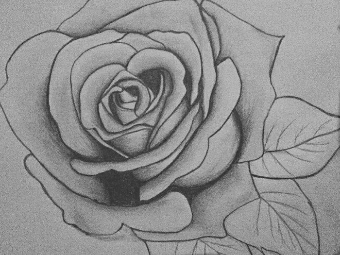 modèle de rose facile à dessiner au crayon, dessin blanc et noir d'une jolie rose avec feuilles, loisir créatif pour grands et petits