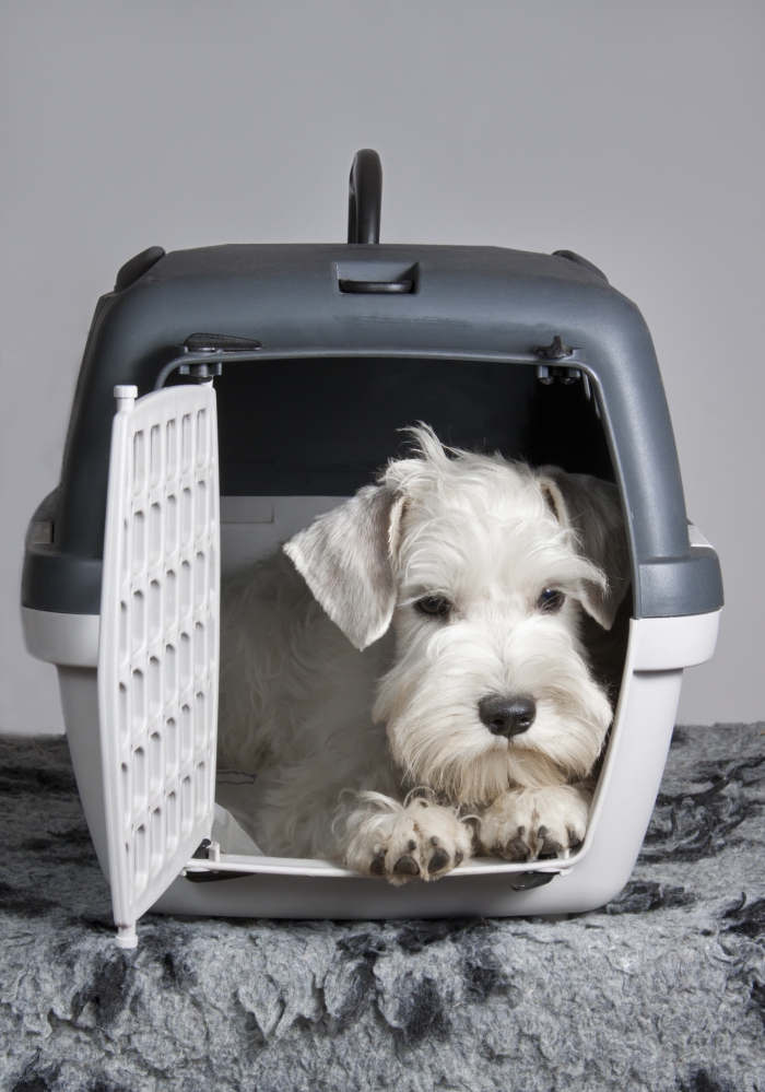 organiser un voyage sécurisé avec son chien, transporter son animal de compagnie dans une cage de transport pour chien