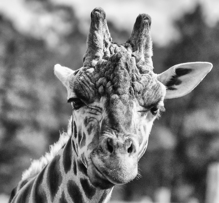 Girafe adorable et très photogénique, dessin noir et blanc, fond d'écran noir et blanc animal mignon