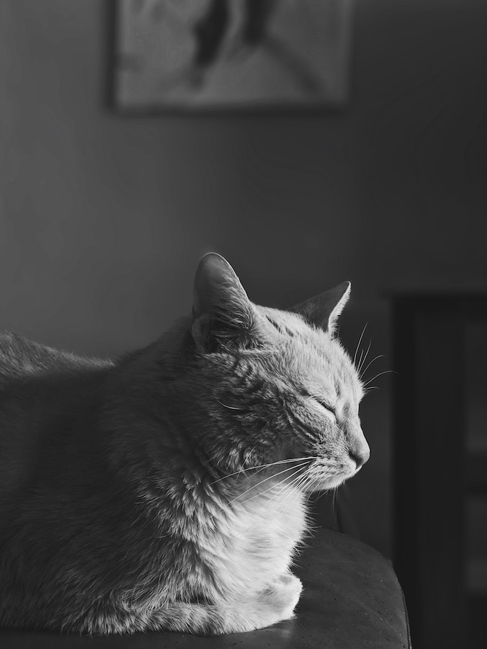 Chat endormi photo noir et blanc art graphique, comment décorer l'écran de son ordinateur