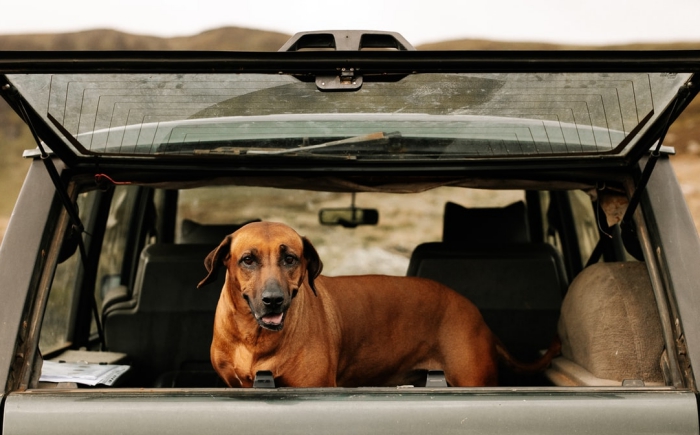 comment protéger son chien lors d'un voyage en voiture long, quelles précautions pour voyager avec son animal