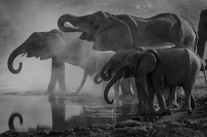 Éléphants dans la nature, lac fond ecran paysage noir et blanc, idée desktop photo