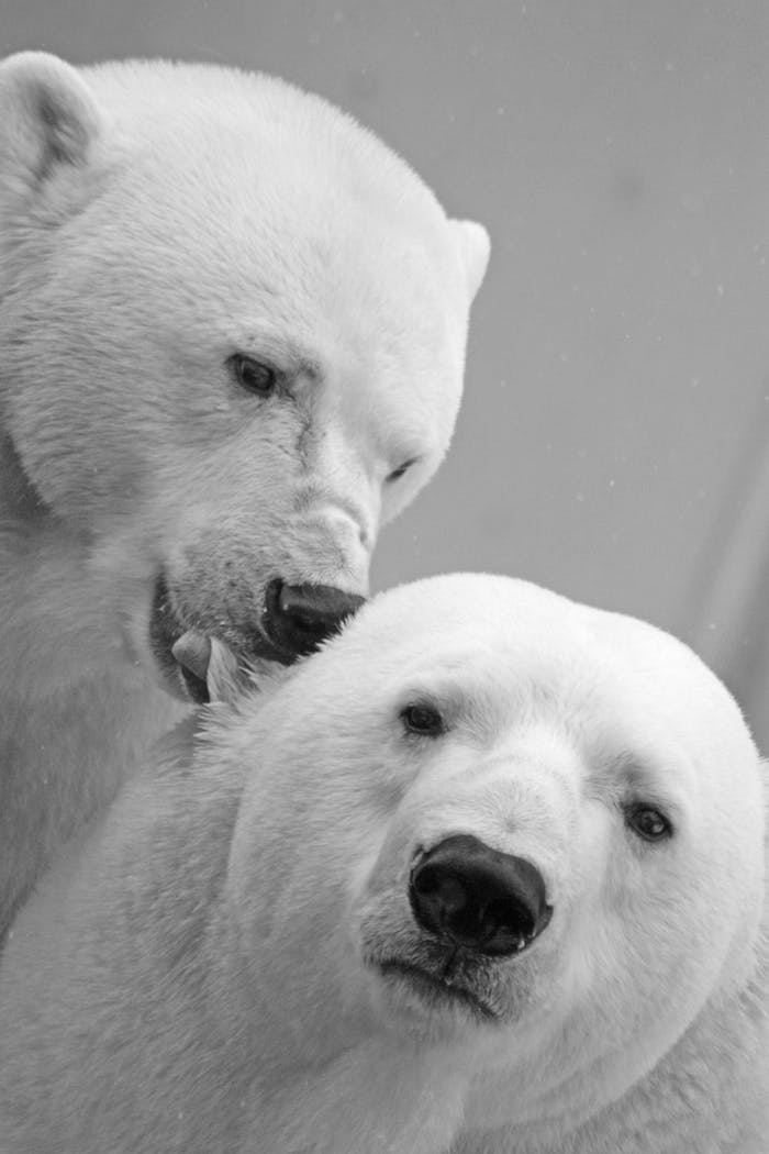 Oursons blanches fond ecran swag, photo noir et blanc pour mettre en arriere plan deux ourses embrasse
