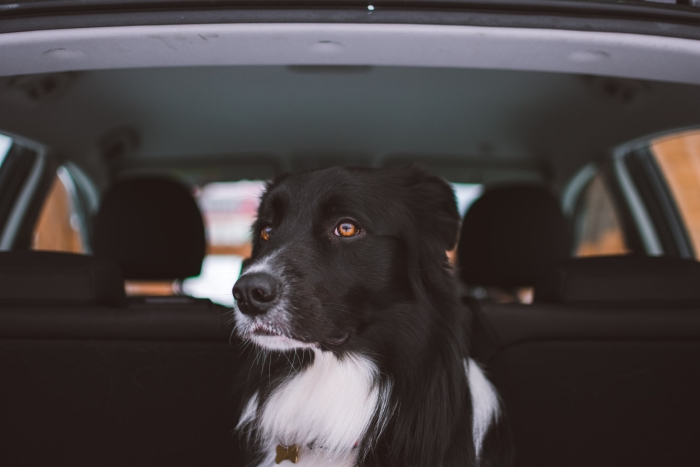 règles pour un voyage avec votre chien en voiture, comment organiser un voyage avec son animal de compagnie