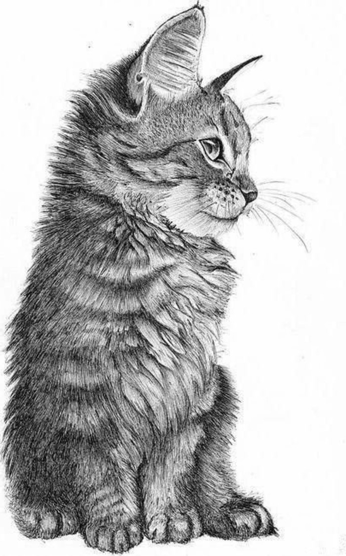 comment dessiner un petit chat au crayon sur papier blanc, modèle de dessin à reproduire avec technique ombrage