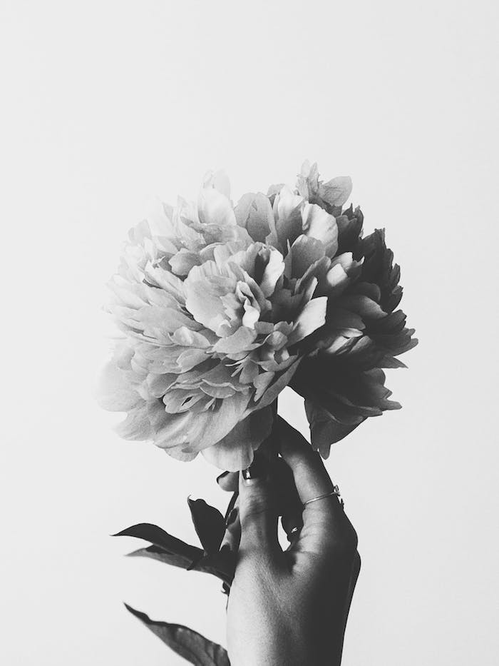 Fleur dans la main photo pour fond ecran swag, faire une photo fond ecran noir et blanc main et pivoine