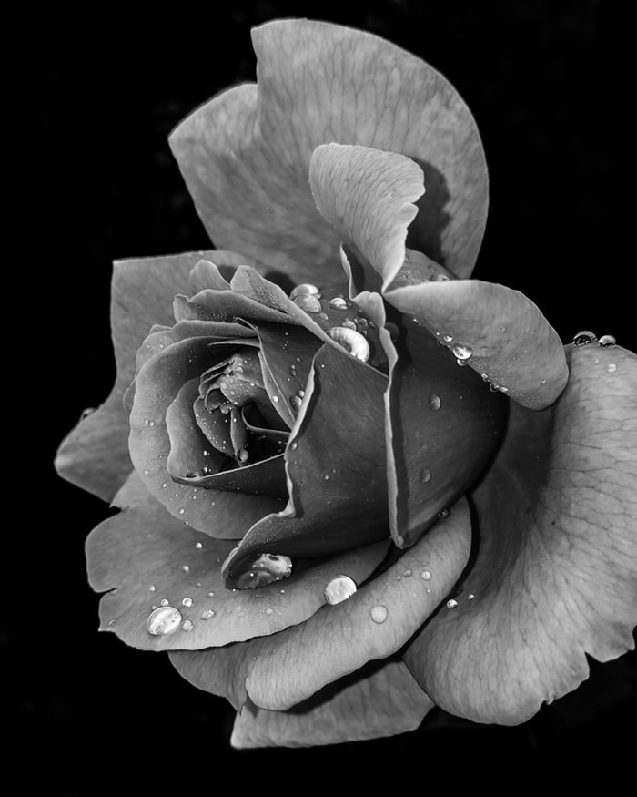 Rose avec goutes d'eau fond ecran swag à l'esthétique de tumblr fille cool stylée en noir et blanc photographie macro