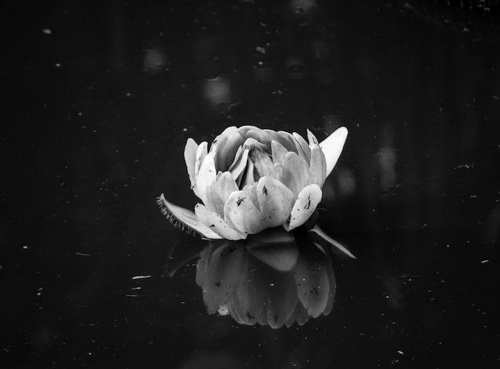 Fleure de lys fond ecran tumblr, image de style à copier pour son fond ecran noir et blanc 
