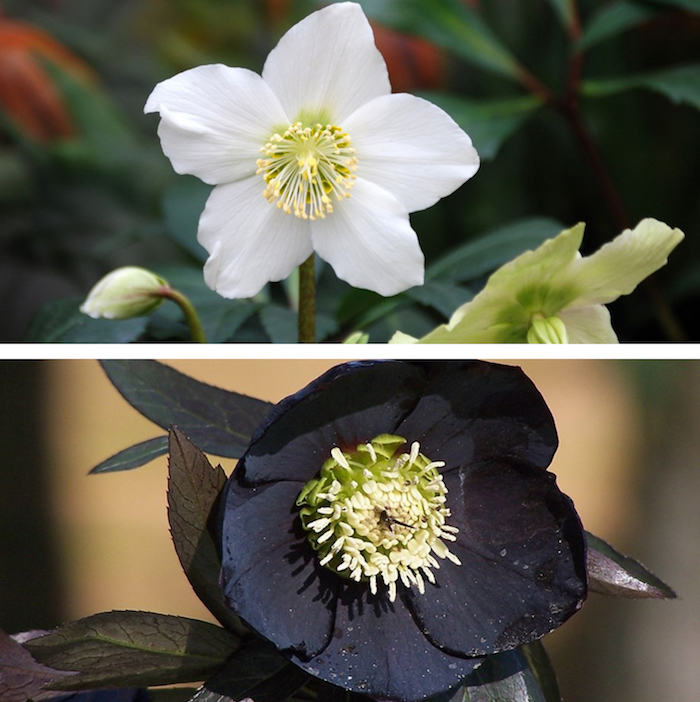 comme les légumes, les fleurs de saison existent, comme l'hellébore et sa pousse hivernale