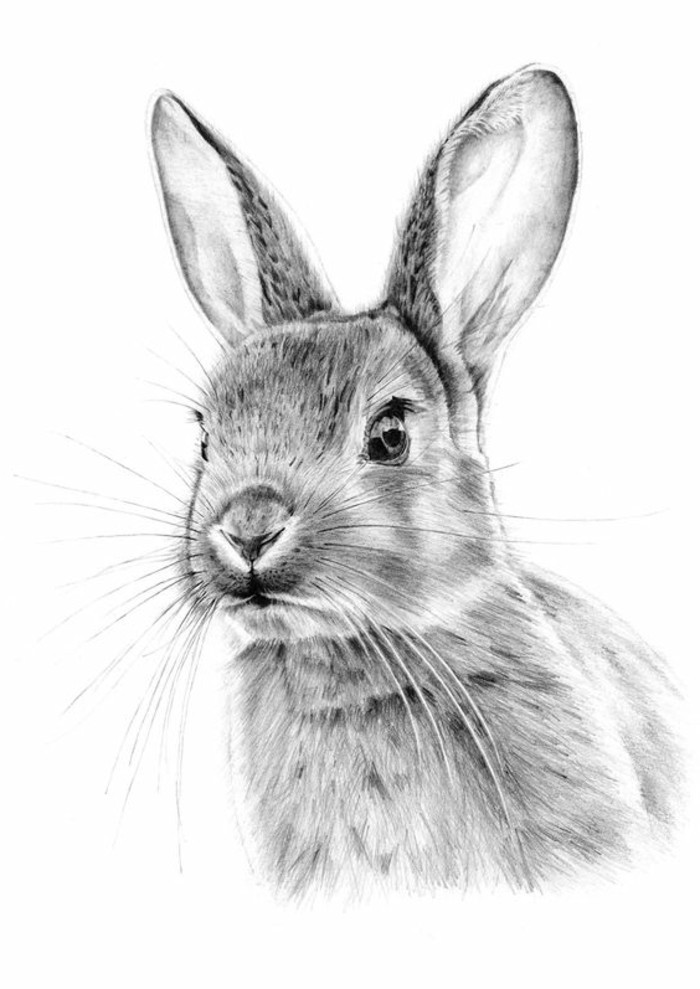 dessin d'animaux en blanc et noir pour débutant, comment dessiner un lièvre au crayon noir ou gris sur papier blanc