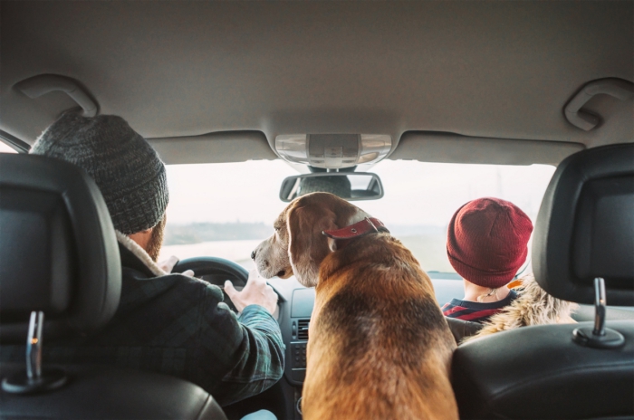 comment organiser un voyage en voiture avec son chien, quelles précautions pout voyager avec son animal de compagnie