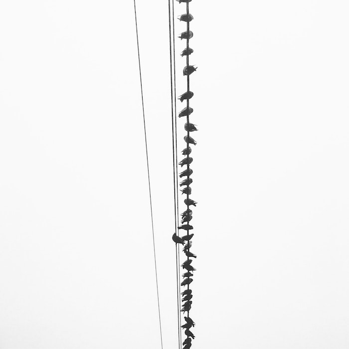 Oiseaux sur fil image noir et blanc, photo gratuite à utiliser comme fond d'écran