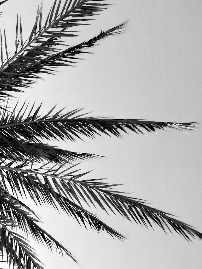 Palme feuilles dans le ciel, photo noir et blanc, peinture monochrome chic pour écran