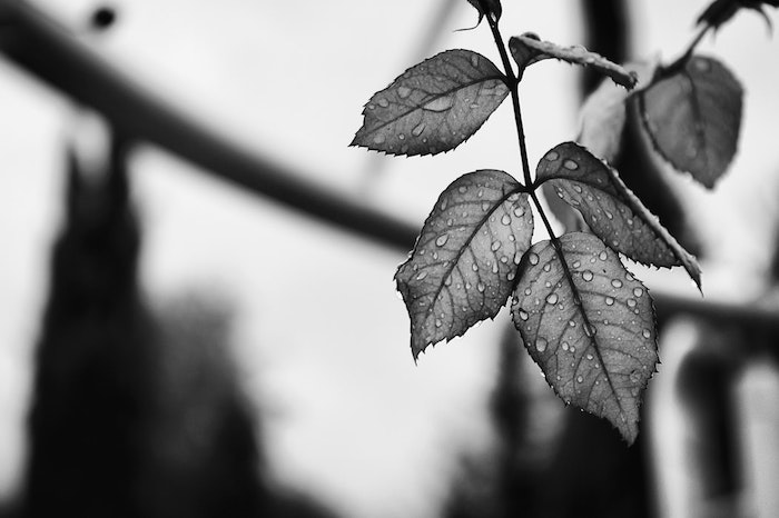 Arbre avec feuilles qui ont des goutes de la pluie, fond ecran swag, photo noir et blanc pour mettre en arriere plan 