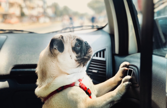 le nécessaire pour un voyage en voiture avec son chien, idées produits de sécurité pour voyage en voiture animaux 