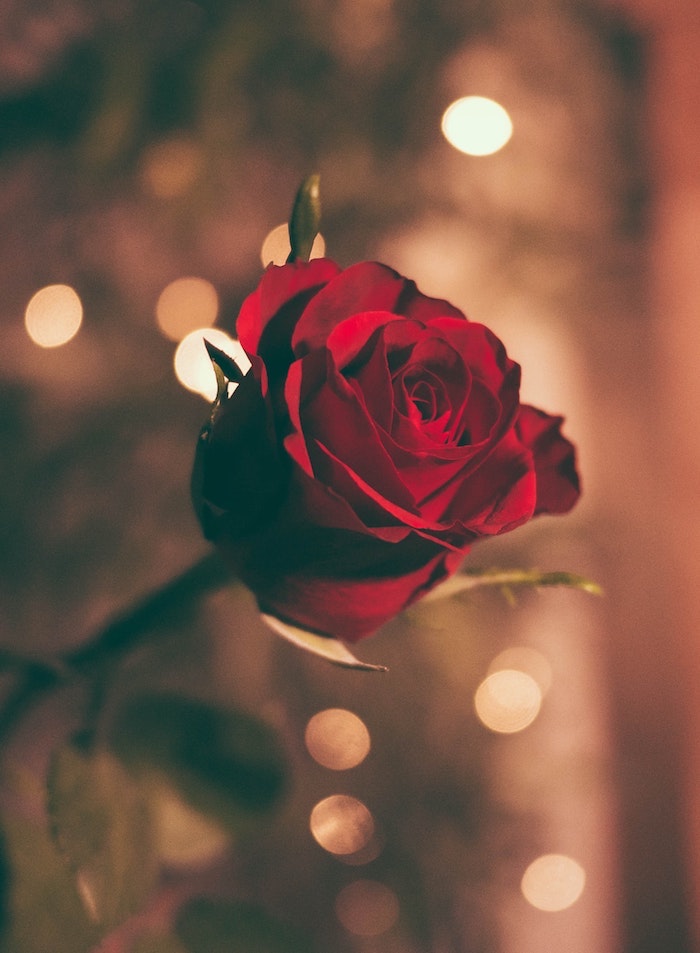 Rose rouge et guirlandes lumineuses décoration saint valentin, idee saint valentin pour les amoureux