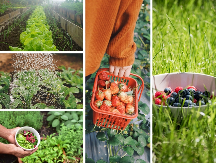 cultiver ses légumes et fruits dans son propre jardin, tendances jardinage 2020 aménagement paysager comestible