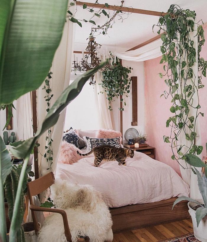 Roses murs, grand chat sur le lit, lierre plantes grimpantes, dépolluante chambre, inspiration déco plante d'intérieur