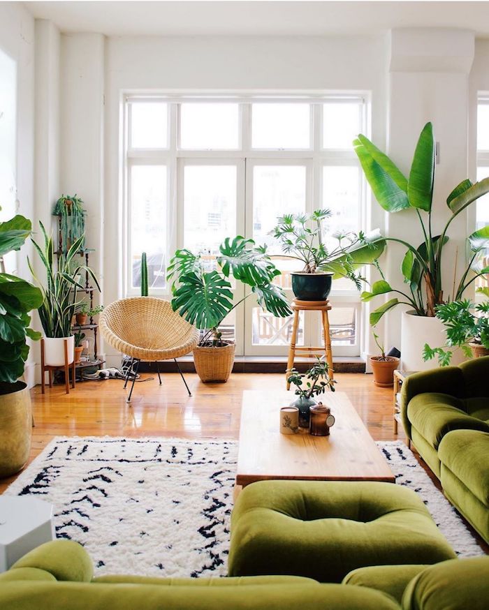 Canapé verte en angle, belles plantes d'intérieur, la meilleure plante verte pour la salle de séjour exotique style