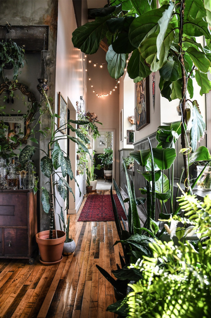 Lampes en guirlande lumineuse, plante verte intérieur exotique déco stylée, arrosage plante d'appartement déco 2020