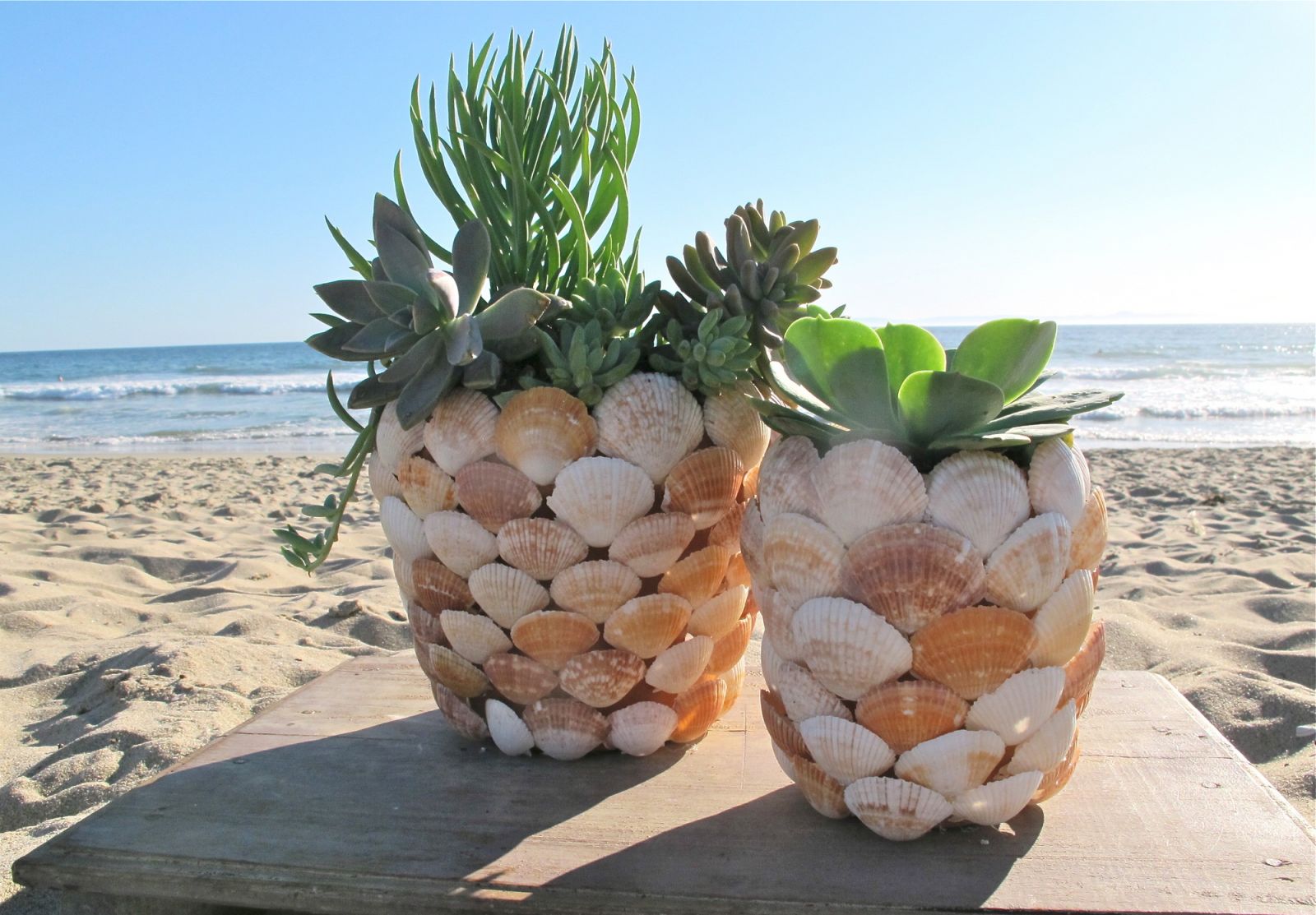 decorer un pot de terre de coquilles de mer marron et blanc avec succulents a l interieur, bricolage coquilles de mer simple