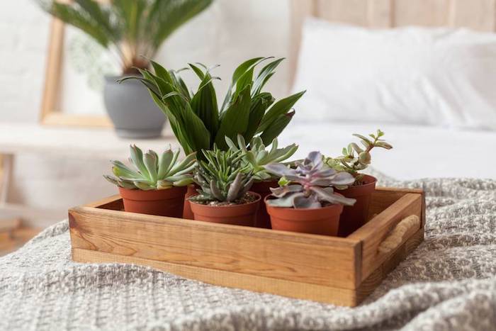 Boite en bois pleine de petits pot vertes, plante pour chambre, choisir sa plante verte intérieur, petit cactus et aloe vera 