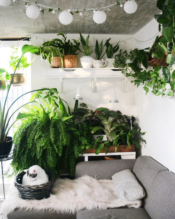 Étagère avec plantes vertes d'appartement, tendance plante chambre deco exotique, guirlande lumineuse, chat en basket 