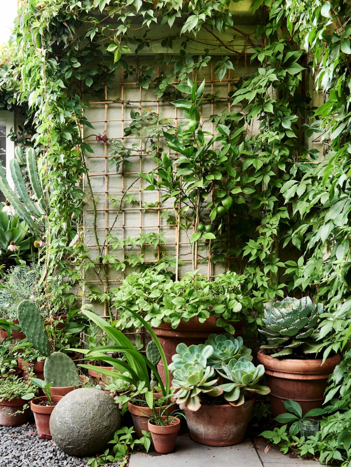 Plantes vertes cactus et aloe, cool idée comment aménager sa terrasse avec plantes, jardin simple verte
