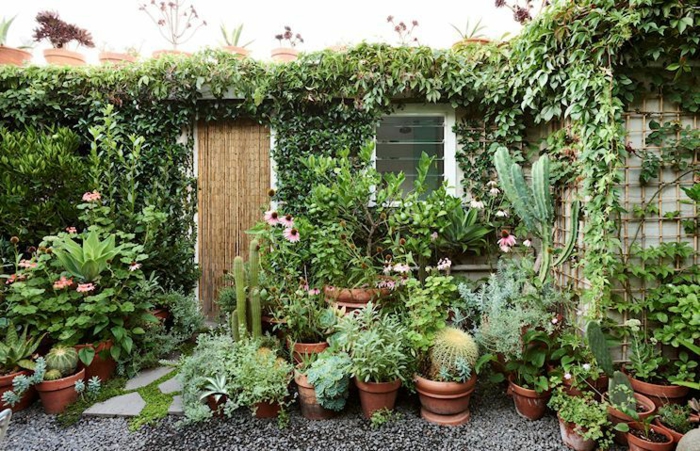 Vertes plantes, cactus et fleurs décoration jardin extérieur, les plus belles décoration de jardin