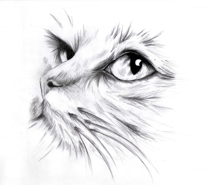 White cat charcoal drawing- was looking for tattoos, but I couldn't resist  the beauty <3 | Dessin fusain, Illustration de chat, Dessin chat