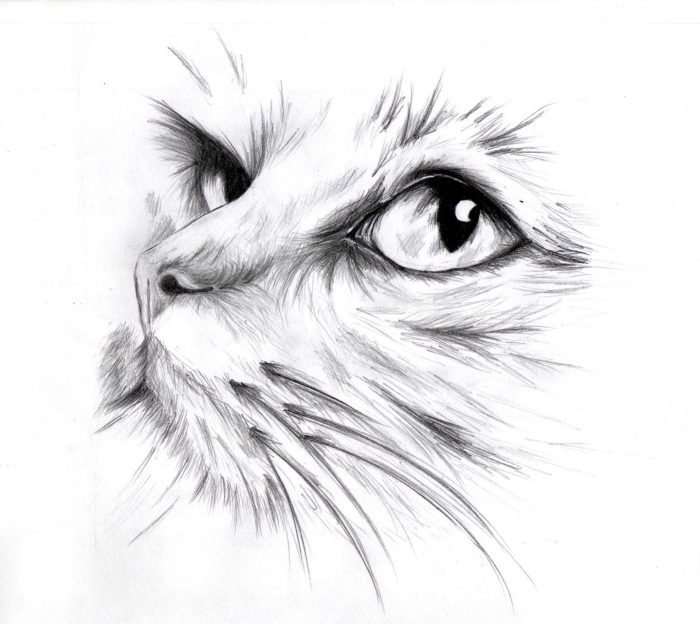 exemple comment réaliser un dessin de chat réaliste au crayon, modèle de dessin de tête de chat réaliste