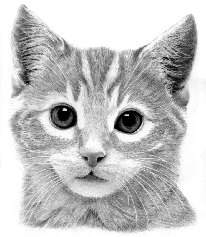 exemple de dessin de chat mignon en blanc et noir, apprendre le dessin au crayon, idée dessin animal de compagnie