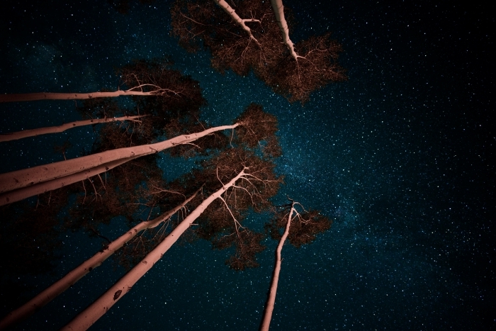 fond d écran magnifique avec paysage nocturne sous le ciel étoilé, photo d'arbres hauts sous un ciel nocturne sombre