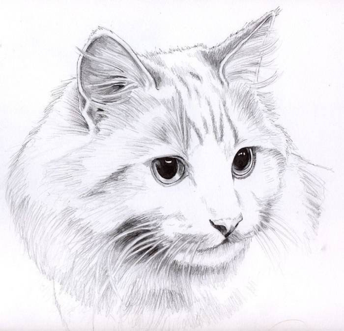 1001 Exemples Et Tutoriels Comment Dessiner Un Chat