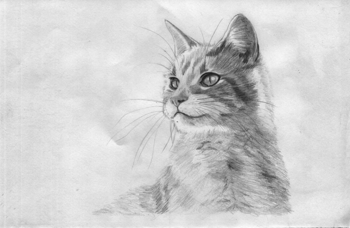 réaliser un dessin de chat réaliste au crayon, modèle de dessin au crayon réaliste à motif animal de compagnie en blanc et noir