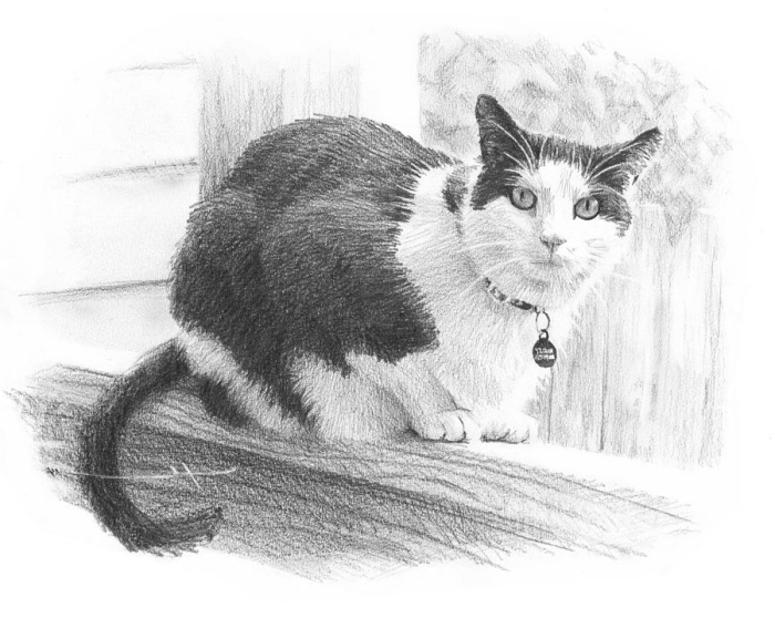modèle de dessin chat noir réaliste au crayon, dessin animal de compagnie dans un jardin en blanc et noir